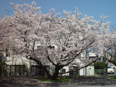 桜が満開！